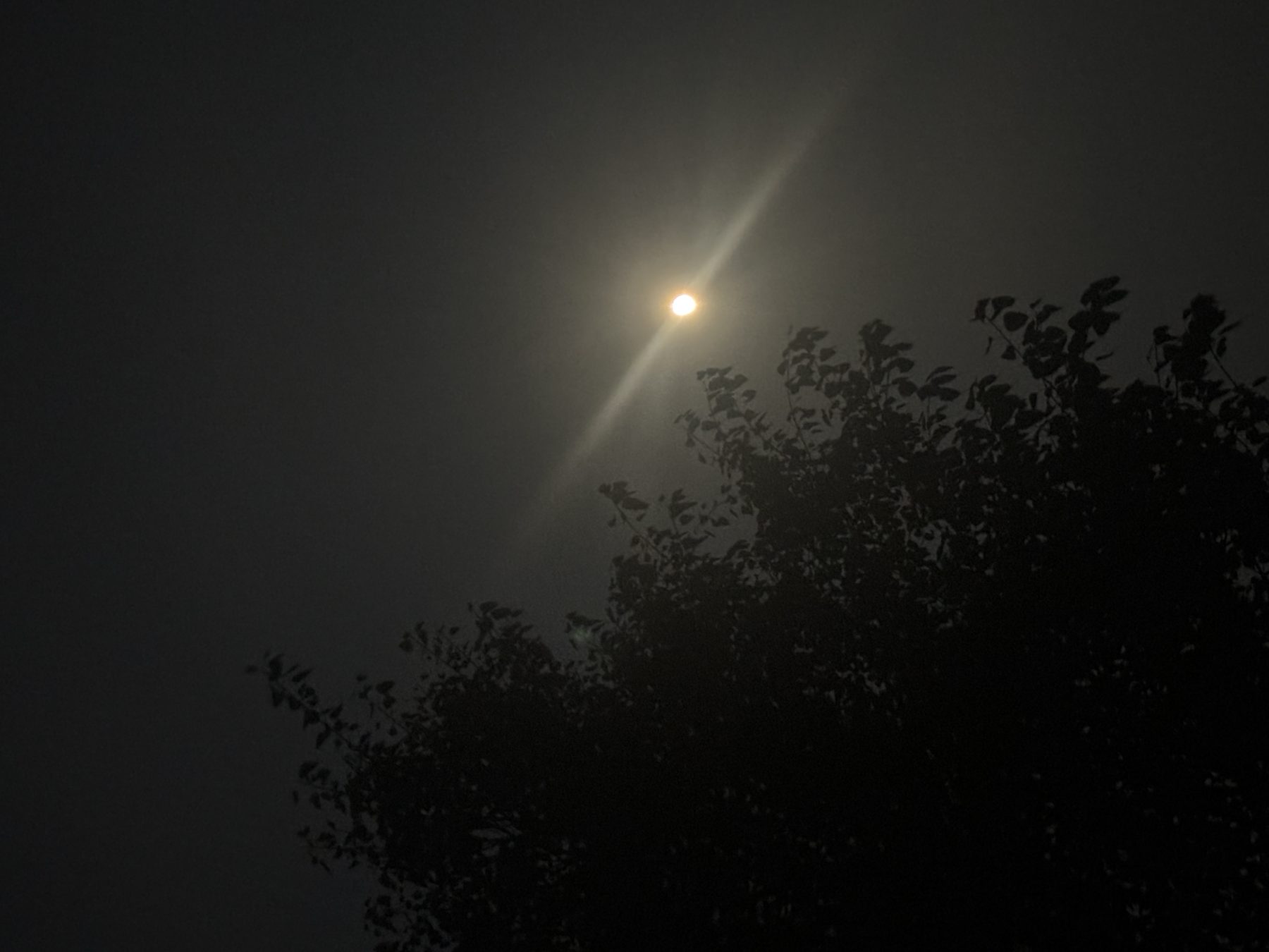 Full moon with lens flare framed by dark tree branches