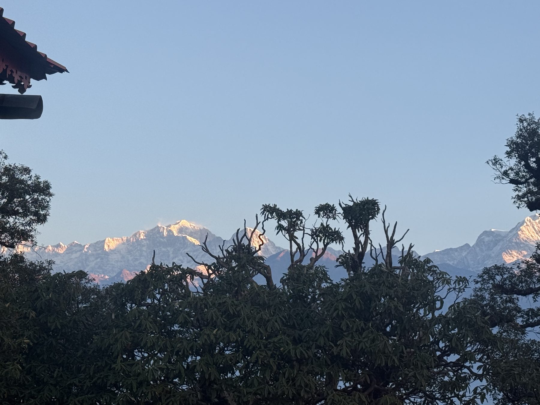 Snow peaks lit gold through tree branches