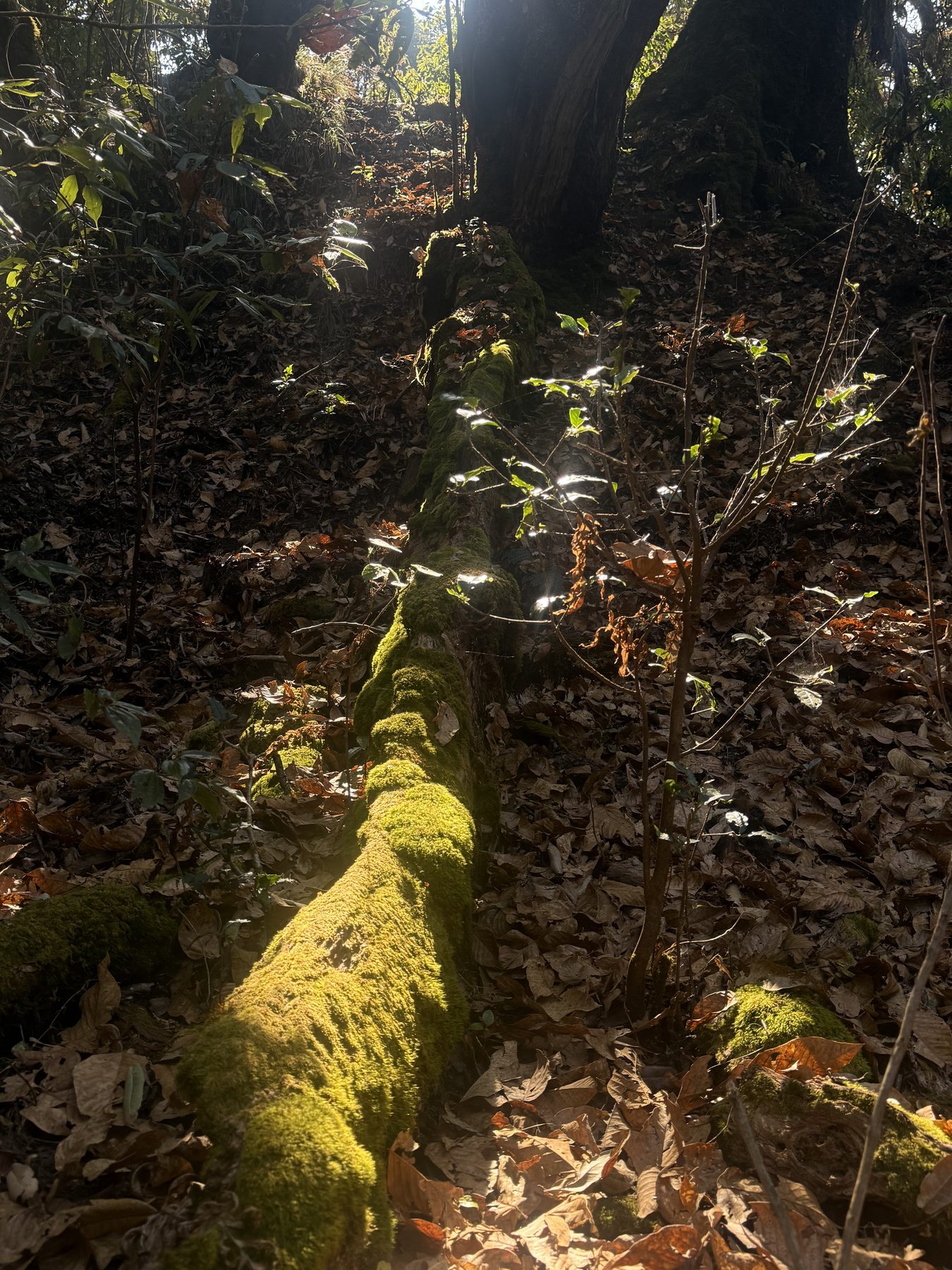 Moss-covered fallen log on a forest floor lit by sunlight